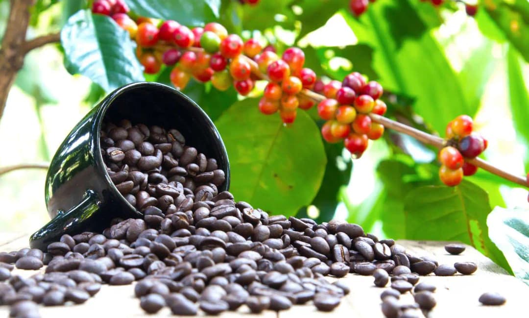Growing coffee: beans and husk potential