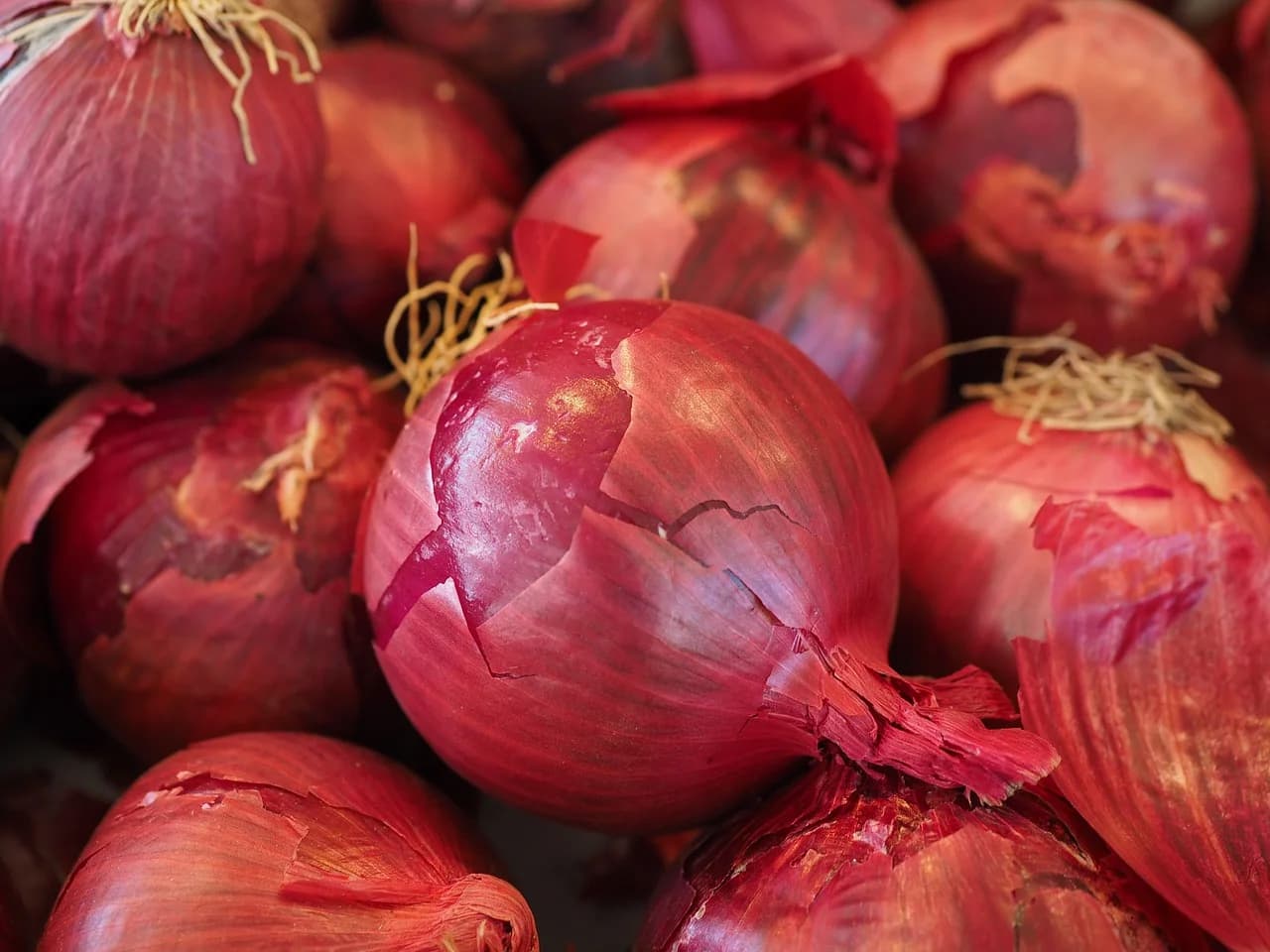 Shallot