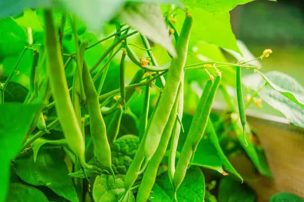 Beans