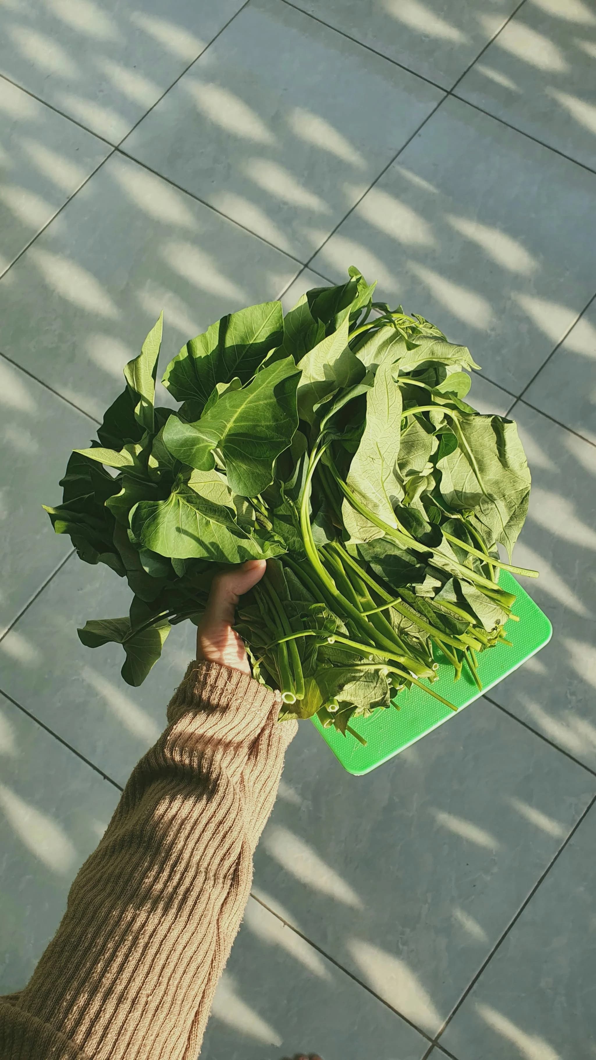 Kangkung