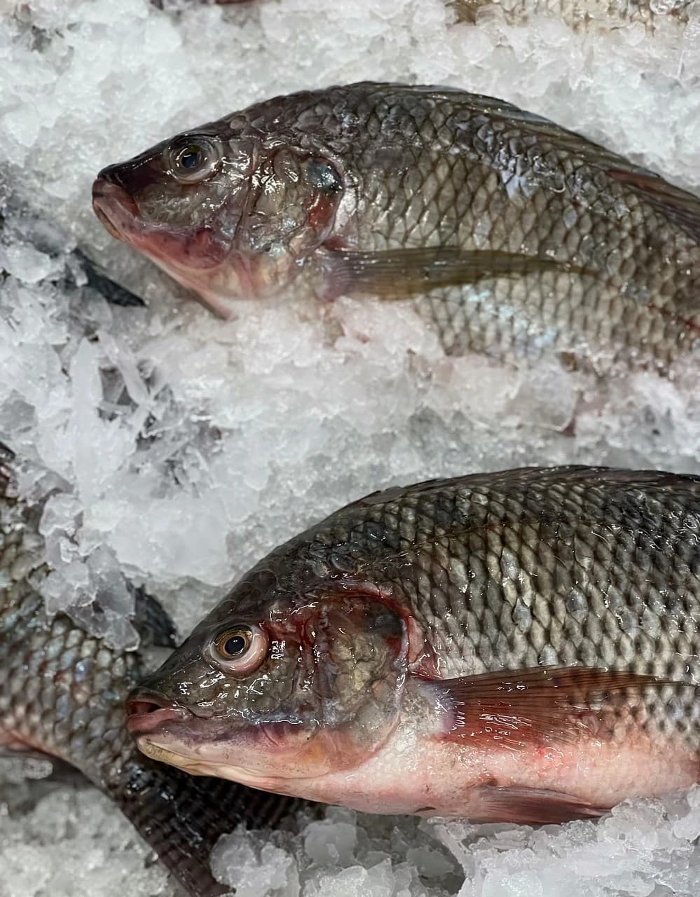 Ikan Mas