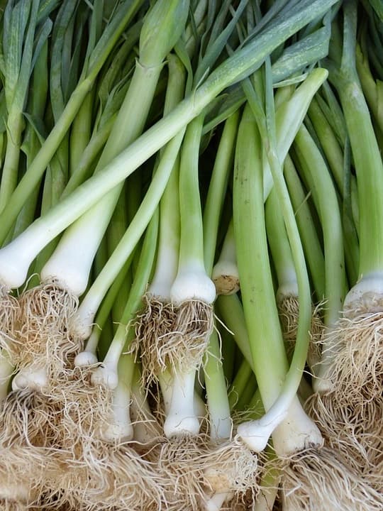 Green Onion