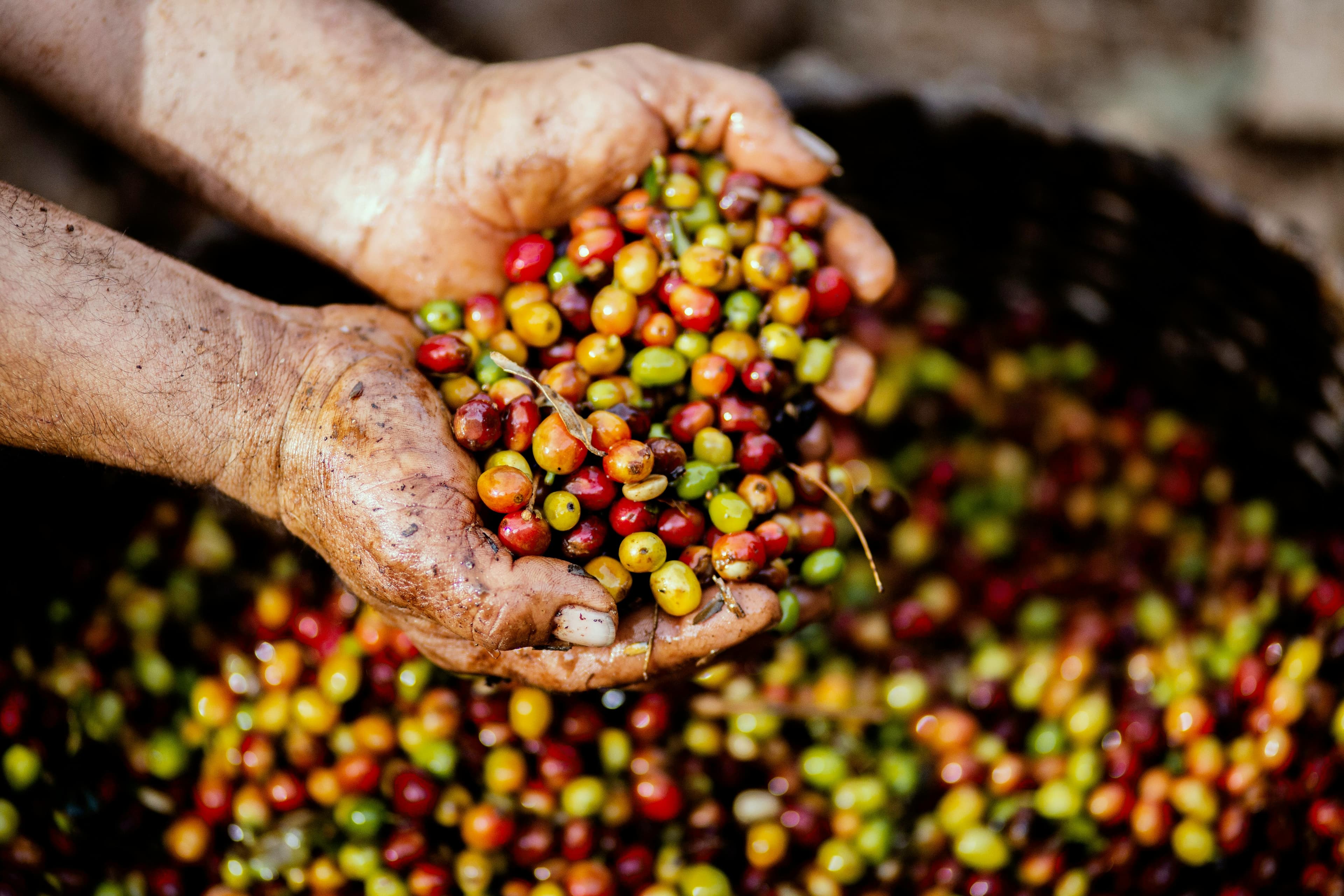 Coffee Beans