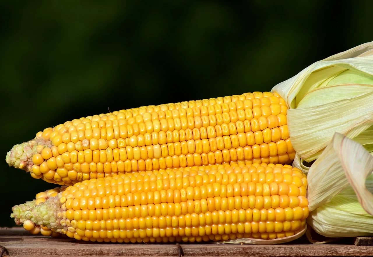 Corn